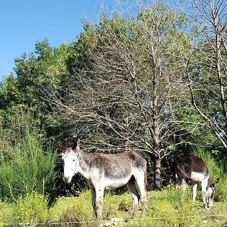 Chalet Vallespir Au Fil De L'eau Immersion Nature Lamanere